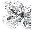 Люстра подвесная Lightstar CIAMBO  11х40W G9 Хром 820110