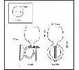 Бра Odeon Light Velute 2094/1W