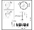 Подвесная люстра Odeon Light Ventaglio 4870/7