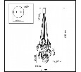 Подвесная люстра Odeon Light Mussels 5038/8