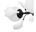 Люстра подвесная Ceramo BW Lightstar 799097